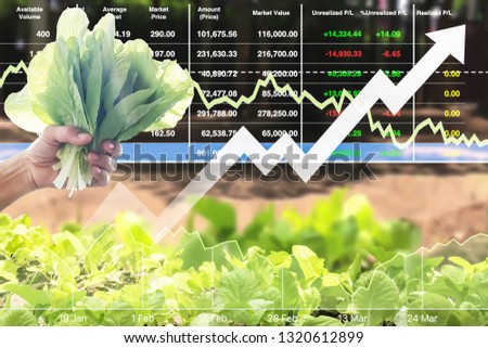 Stock market index information data on agriculture business.Farmer's hand hold organic green fresh lettuce vegetable for food in the organic farm background.