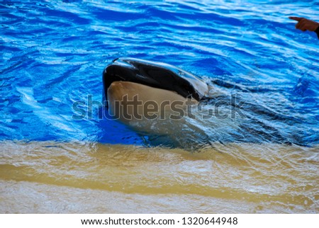 swimming in water, beautiful photo digital picture