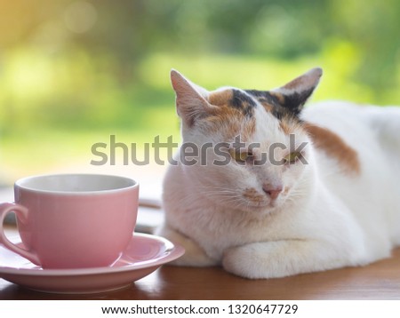 Cat squat near pink cup of coffee on wooden table in blurry background,It’s looking side view same it's relax time