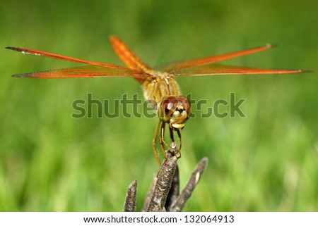 Dragonfly on branch in nature