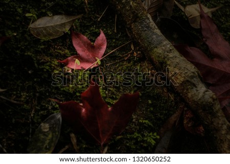 Colorful vivid of many red Maple leaf on the branches with green nature blurred background, Tham Yai Waterfall, Loei, Thailand