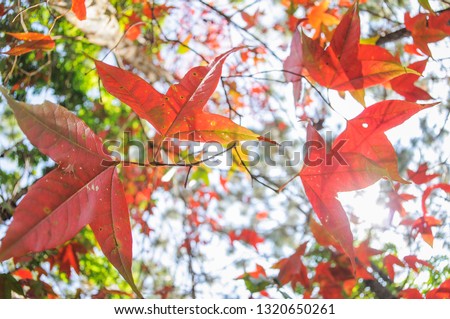Colorful vivid of many red Maple leaf on the branches with green nature blurred background, Tham Yai Waterfall, Loei, Thailand