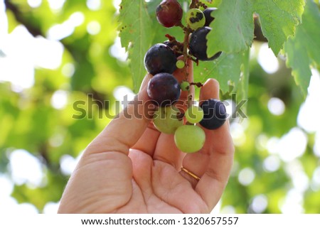 Hand holding fresh grapes in vineyard and blur background.
