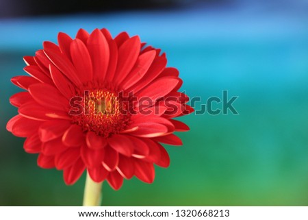 Gerbera flower red close-up on green blue blurred background. Defocus