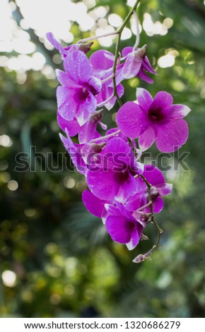 Beautiful orchid bouquet pictures