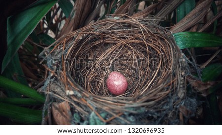 Egg in a bird's nest