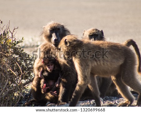 Couple of wild baboons with their little baby; south african wild animals daily life scenes