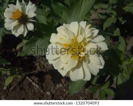 White Aster flower