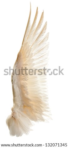 Internal white wing plumage. Isolation. Royalty-Free Stock Photo #132071345