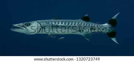 A Great Barracuda, Sphyraena barracuda, at cleaning station, Blue Streak  Cleaner Wrasse, Labroides dimidiatus  cleaning the mouth and body of the Barracuda, Maldives, Indian Ocean, slow motion Royalty-Free Stock Photo #1320723749