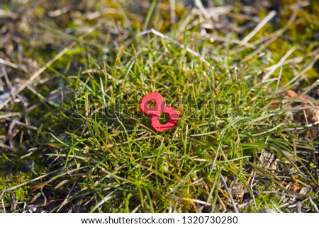 red number eight on green spring grass. concept 8 march