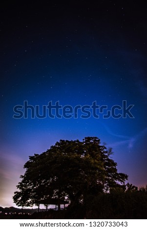 Night sky and old tree