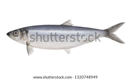 Fish herring isolated on white background Royalty-Free Stock Photo #1320748949