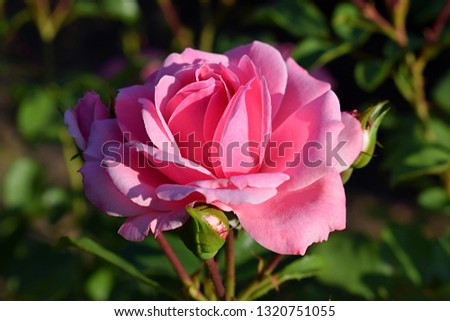 Fresh pink roses with green leaves, spring sunny background. Soft focus and bokeh. Rose collection, "Bonica" (Meidomonac, Bonica 82, Bonica Meidiland, Demon), in bud. France