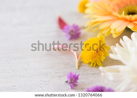 Fresh Gerbera flower colorful and Marguerite purple flowers frame composition on white background beautiful - copy space