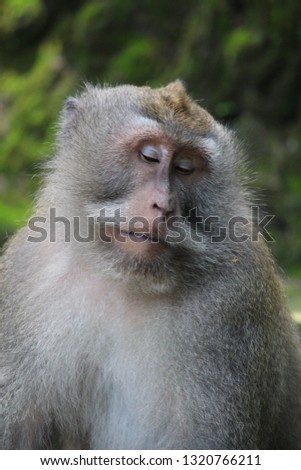 A close-up picture of a monkey