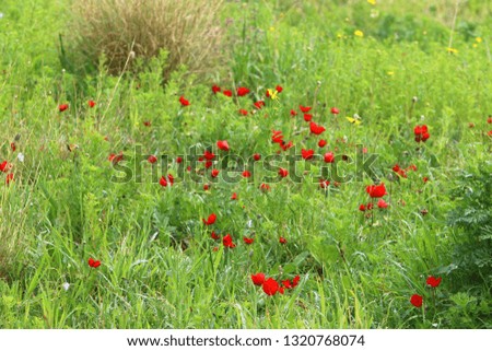 red poppies bloom in the park