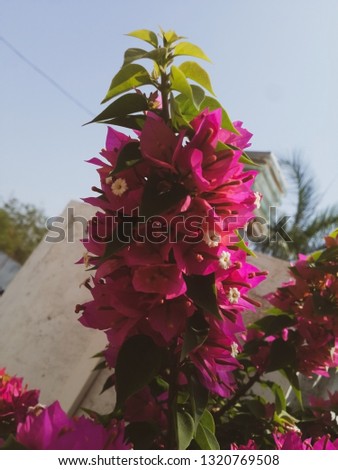 PINK FLOWERS AND GREEN LEAF