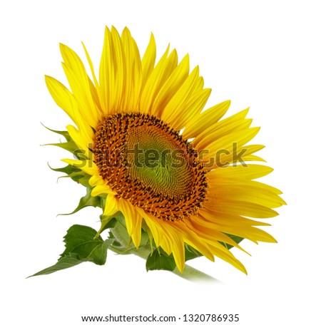 Sunflower with green leaves isolated on white background