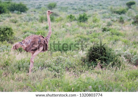 A ostrich female is standing in the grass with a lot of green plants 