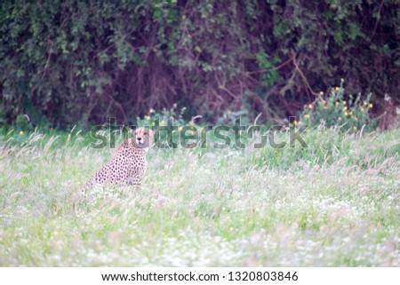 A cheetah in the grassland in the savannah of Kenya