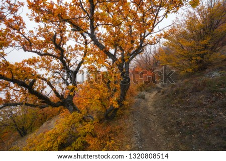 Beautiful autumn forest in the fog. Landscape of a colorful forest. Beech forest in autumn, red foliage, trail. Old trees.
