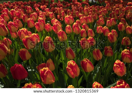 Red and orange of Tulips