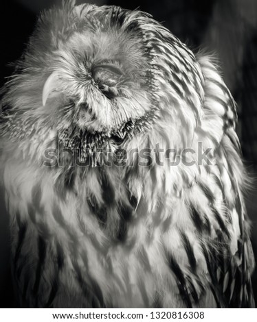 owl with closed eyes in black and white