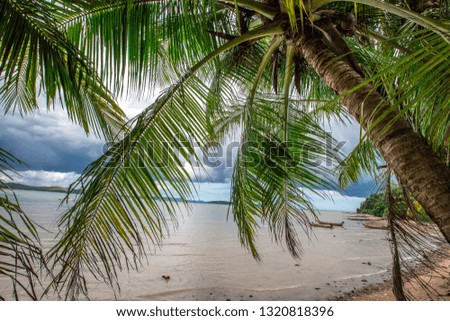 The background of blurred green coconut leaves, on the coast and with the wind blowing all the time, is a sun shelter in the hot time when people walk along the beach, the results can be eaten.