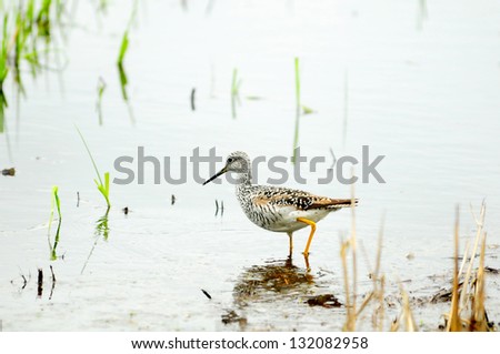 Greater Yellowlegs is looking for food