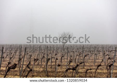 winter vineyard field in the mist 
