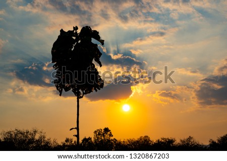Black shadow tree on light sun and golden sky and blue cloud on sky background