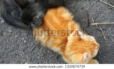 Little kittens lay close to each other. Pets sleep     