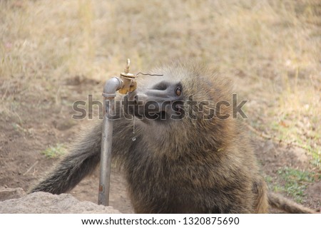 Olive baboon drinking water from the tap