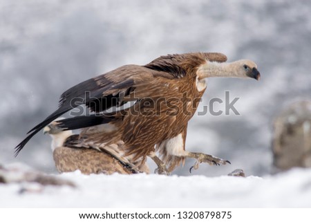 
the best close-ups of Griffon Vultures in the wild during the winter