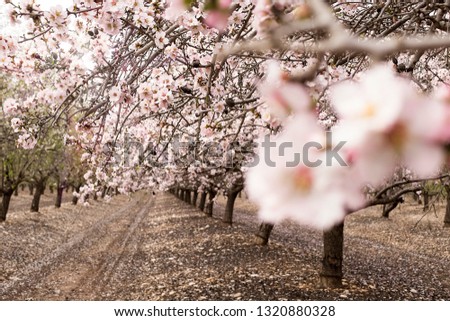 Blossom almond trees in spring orchard . Shallow depth of field 

