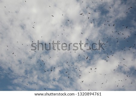 Birds flying- Karachi