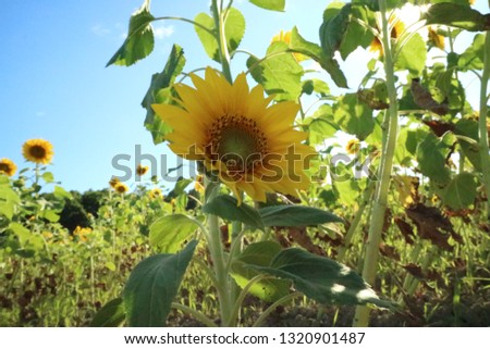 Sunflower in Hokkaido