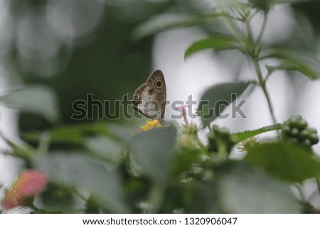 brown butterflies perch on plants