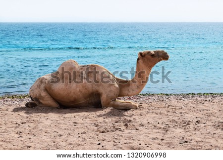 African landscape with camel at Red Sea side. Egypt.