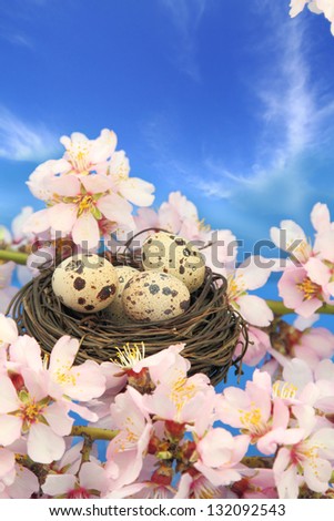Quail eggs in the nest on the almond tree
