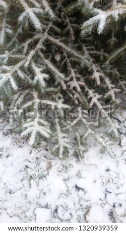 Beautiful spruce covered with snow in the winter garden
