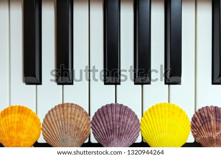 Composition of colorful seashells on the piano keyboard. Concept of music and ocean. Concept of sea sounds.