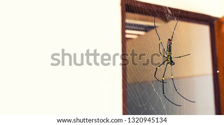 A black and yellow color spider is photographed close up, Black Widow Spider, macro picture,Natural background, colorful big and small spiders in nature, copy space, spider and spider web