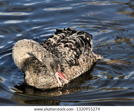 A picture of a Juvenile Black Swan
