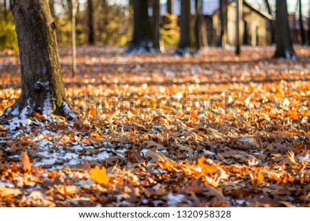 Autumn leaves on the ground with small patches of snow mixed in with the leaves. Picture taken with shallow depth of field and smooth bokeh filling the background. A few large tree trunks in the scene