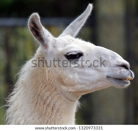The llama (Lama glama) is a South American camelid, widely used as a meat and pack animal by Andean cultures since pre-Hispanic times.
