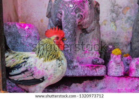 Stock photo of sussex breed chicken or hen tied with a rope to the pole in the temple area, stone carved statue of elephant and god idol on background. Picture capture under natural light at Kolhapur.