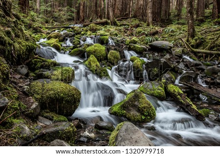 Waterfall in Washington state in the Olympic Peninsula with extensive moss covered rocks, trees and green undergrowth.