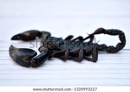 A black scorpion crawled on a white wooden table.